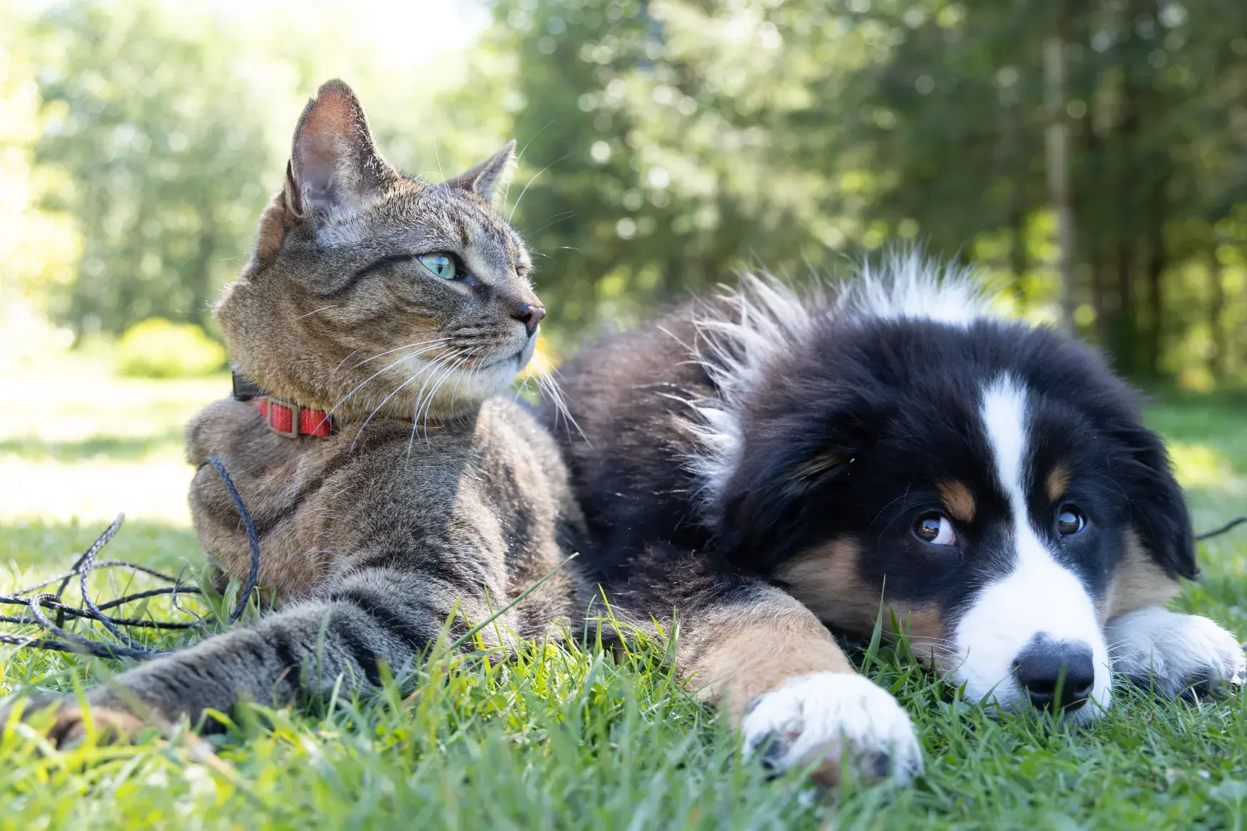 Dog and cat cuddling next to each other